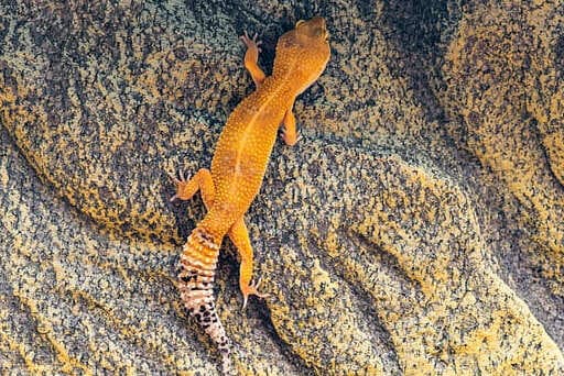 A bright orange gecko is crawling along the wall